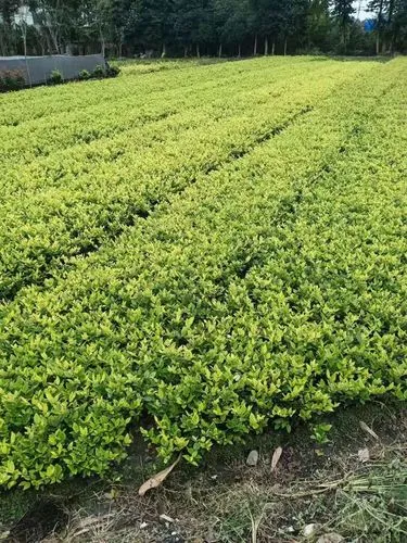 王子网球拍穿线价格表
